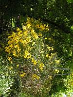 Spartium junceum (fam Papilionacees) (rg Mediterraneenne) (2) (Photo F. Mrugala)